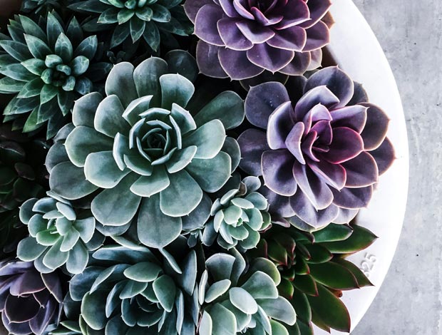 collection plantes grasses