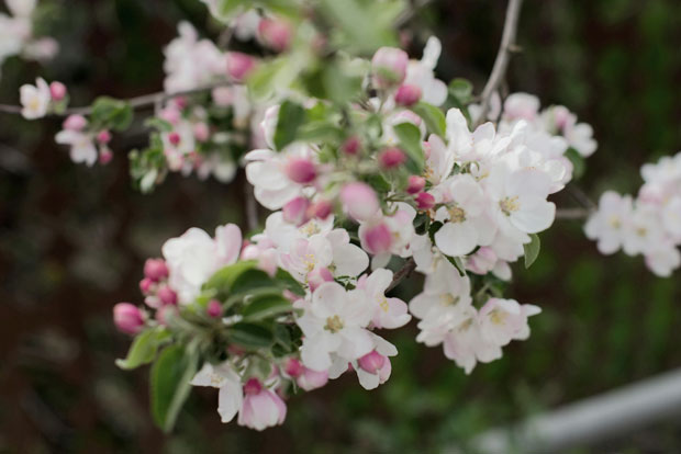 fleurs pommier