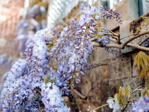 glycine grimpante