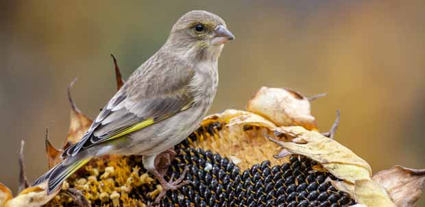 graines tournesol oiseaux