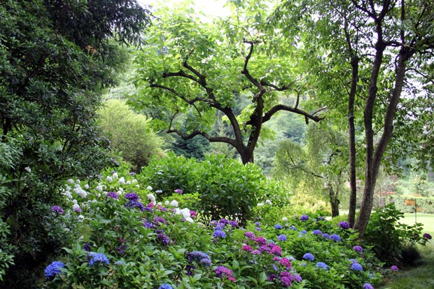 jardin ombragé