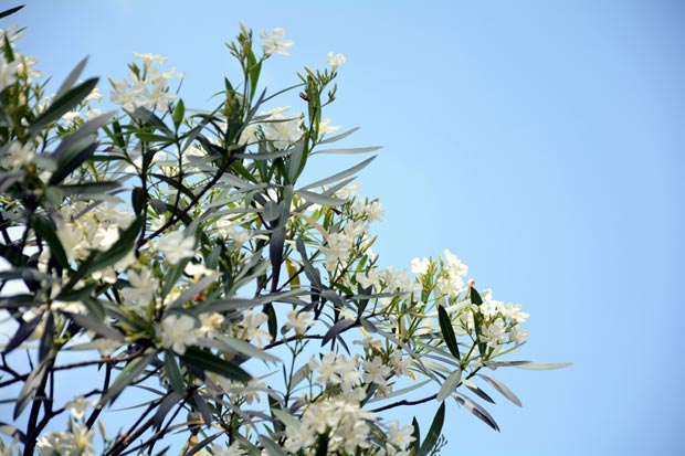 laurier rose blanc