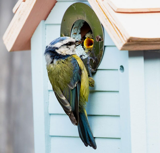 mésange bleue
