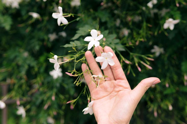 plante grimpante forte croissance jasmin