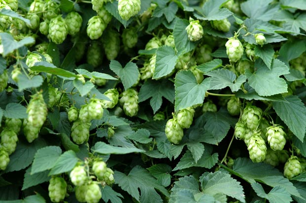 plante grimpante houblon