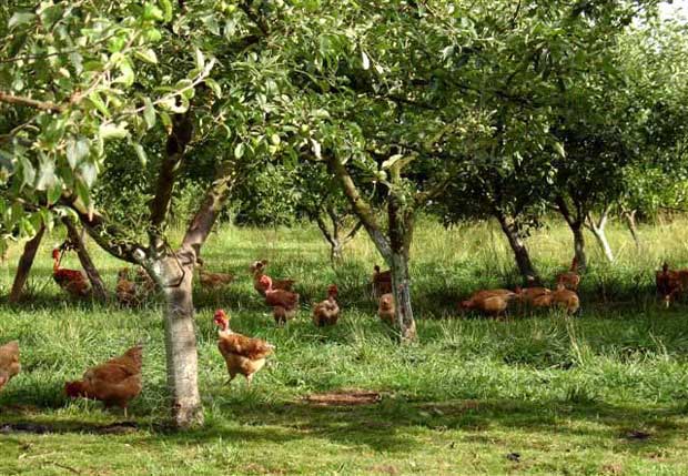 Graine de Jardinier - Nourrir ses poules avec de l'herbe à chat