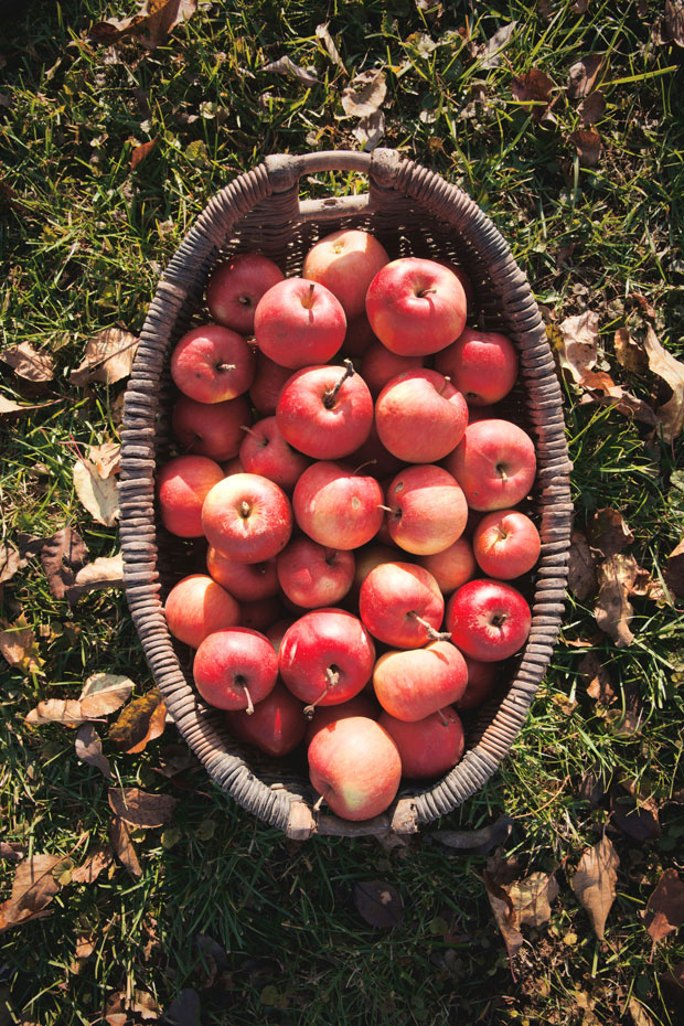 récolte de pommes
