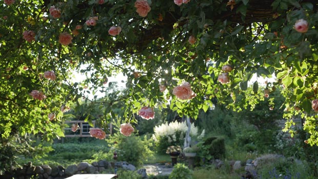 rosier grimpant pergola