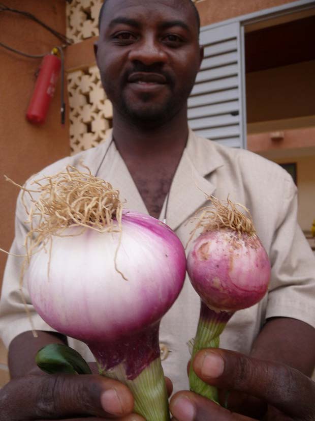 urine au potager