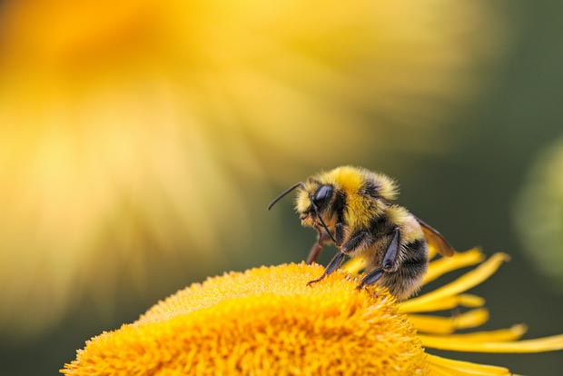 abeille