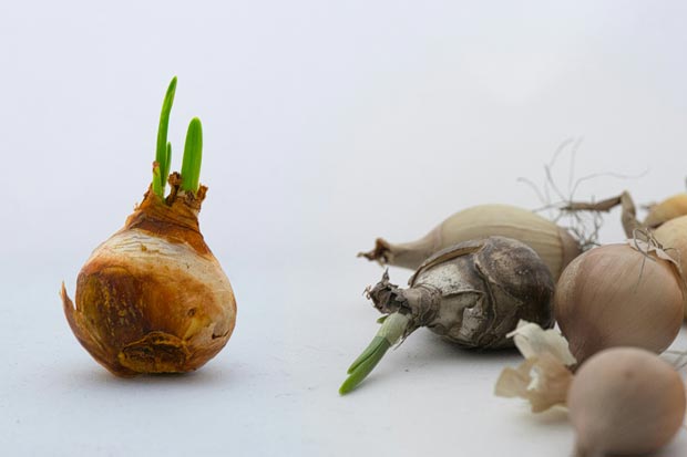 pesticides dans les bulbles de fleurs