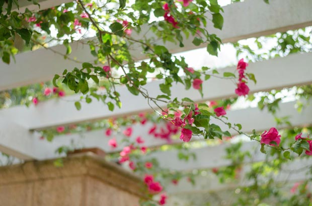 pergola rosier grimpant