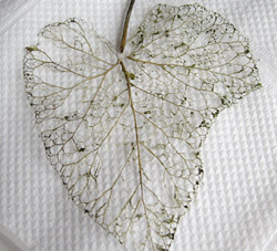 recette feuilles deco