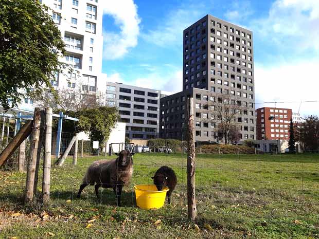 eco paturage urbain