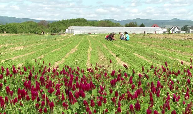 jardin du trefle rouge