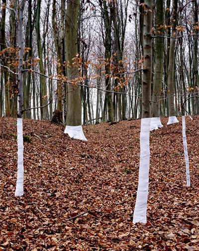 land art arbre blanc