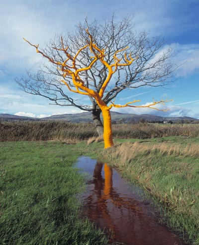 land art arbre jaune