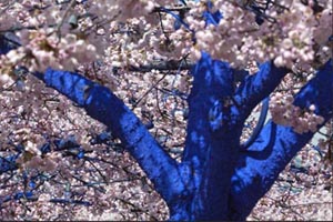 land art cerisier bleu