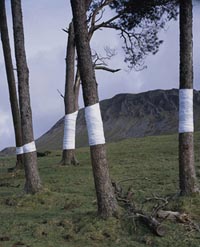 land art tree line