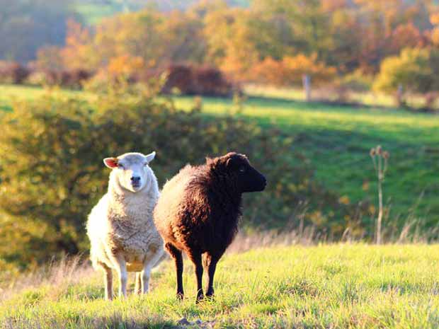 mouton ouessant pelouse