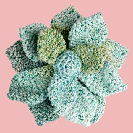 succulente au crochet